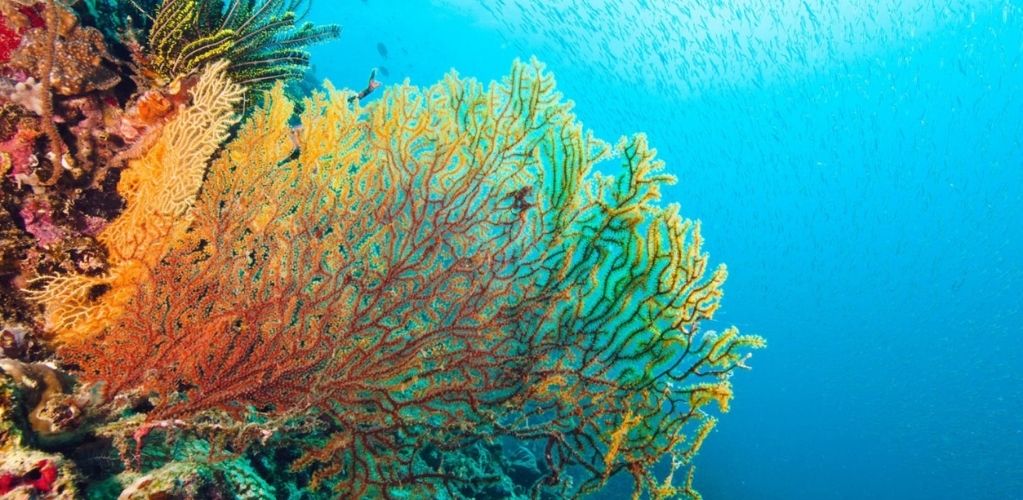 Acqualaï - Proteggi la tua pelle, rispetta l'oceano.