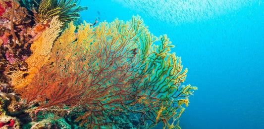 Acqualaï - Proteggi la tua pelle, rispetta l'oceano.